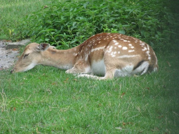 Разнообразие животного мира (фото 4)