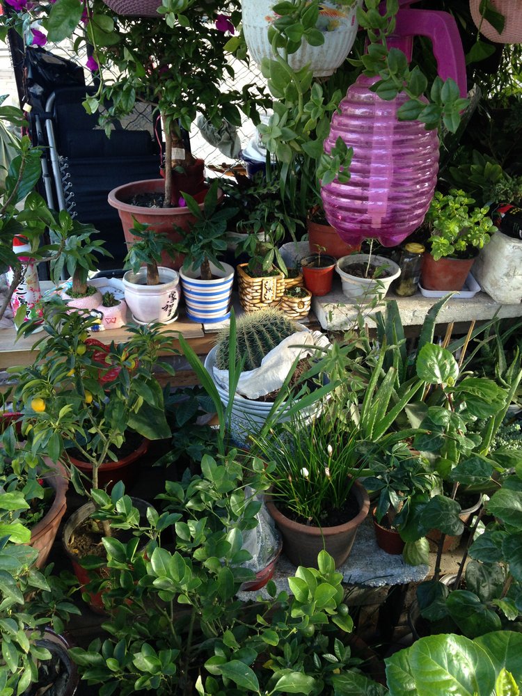 Прогулка по Китаю-2 (обзор цен на игрушки, животных, шмотки, еду)