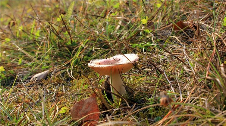 Гришутка — Винтажные куклы ГДР (Немки): Бигги