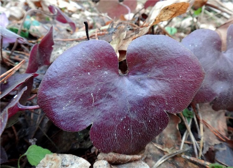 23 февраля - расцвели синие подснежники