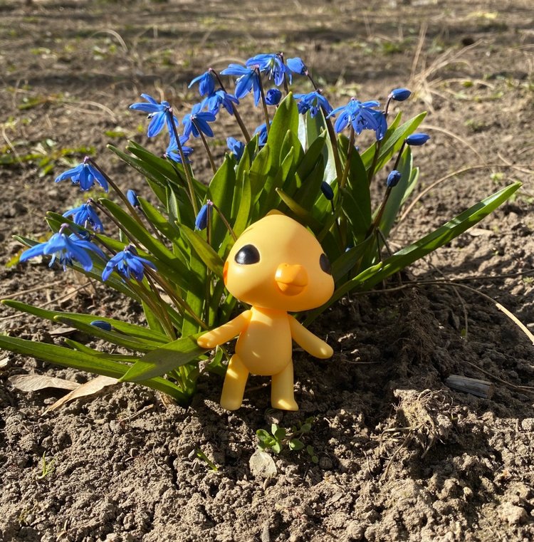 Новый житель - попугайчик Kotoribir (фото 7)