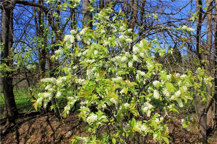 Путешествие Софи в Старицу, продолжение. Lati HoneyBee New Mystic Sophie (фото 8)