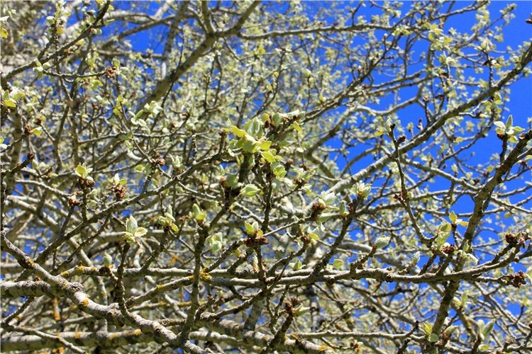 Путешествие Софи в Старицу, продолжение. Lati HoneyBee New Mystic Sophie