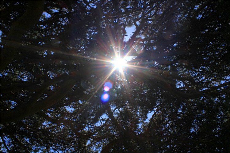 Иванишинская сосна — Культура (фото 7)