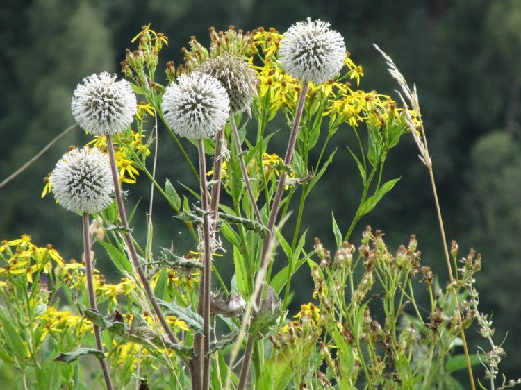 Джилы-Су в тумане — Туризм и путешествия: фотоотчеты из поездок