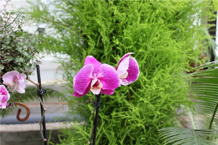 Тверской Ботанический Сад, продолжение | Бэйбики Тверской Ботанический Сад, продолжение