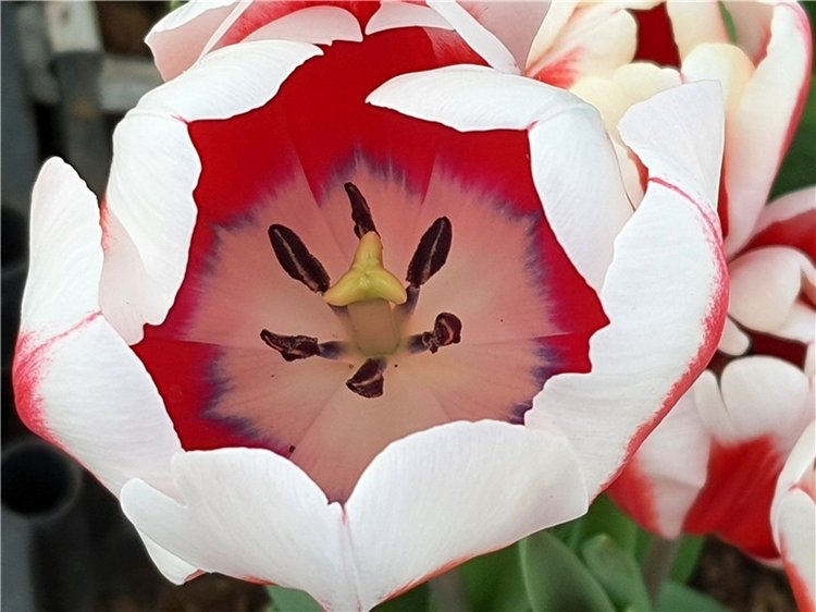 Выставка тюльпанов в Твери (фото 7)