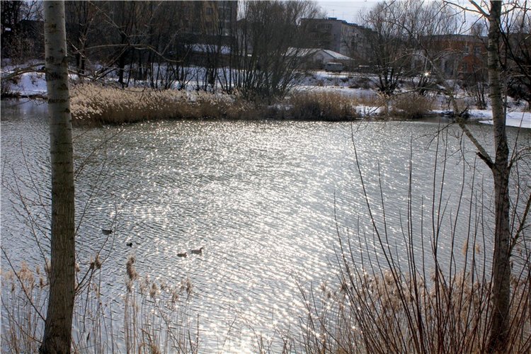 Выставка тюльпанов в Твери, продолжение (фото 2)