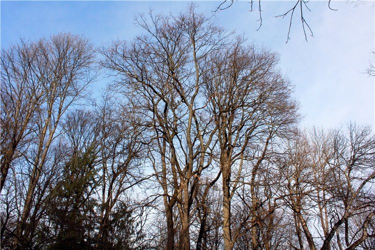 Тверской Ботанический Сад, заключительная часть