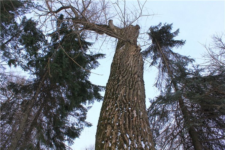 Тверской Ботанический Сад, заключительная часть