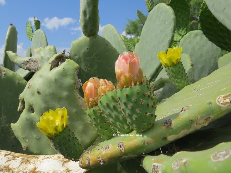 Kidz' тур. Нико на Крите. Аниссарас