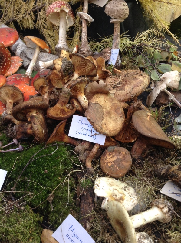 Аптекарский огород сегодня. ч.5. Грибной фестиваль