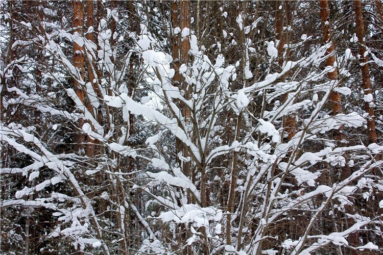 Рождественские гуляния, часть первая. Zwergnase Mischa (фото 2)