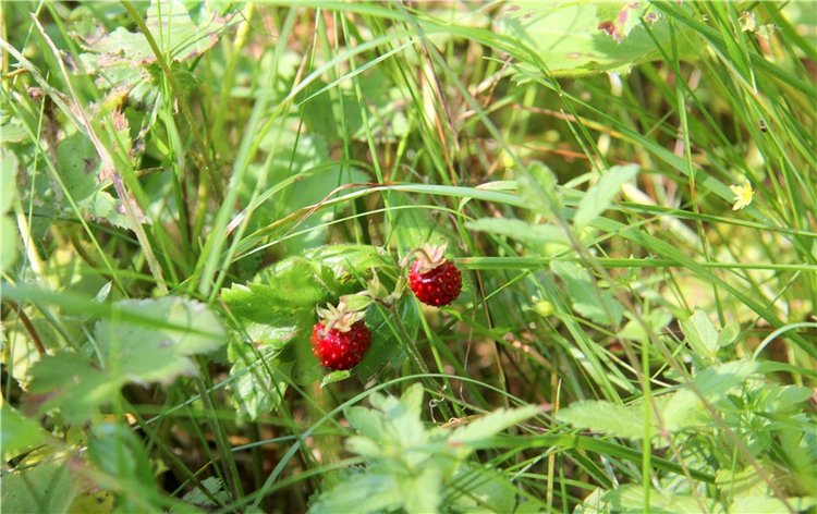 Девочка и Ёжик. Minifee Miyu FairlyLand | Бэйбики Девочка и Ёжик. Minifee Miyu FairlyLand