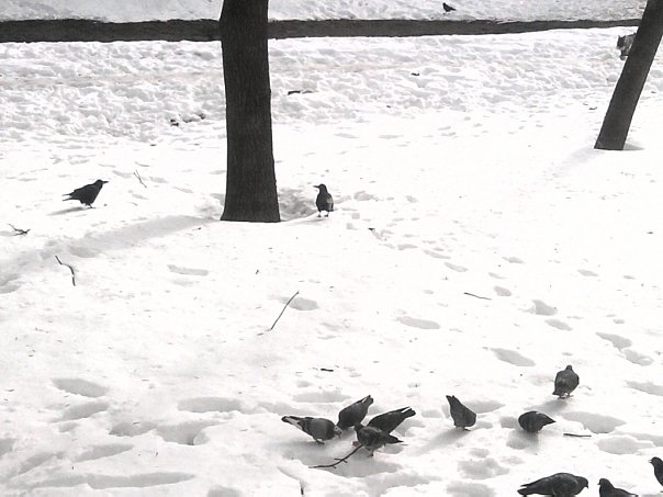 1 апреля — Международный день птиц