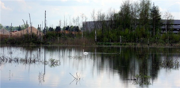 "Лебединое озеро" в Твери (фото 6)
