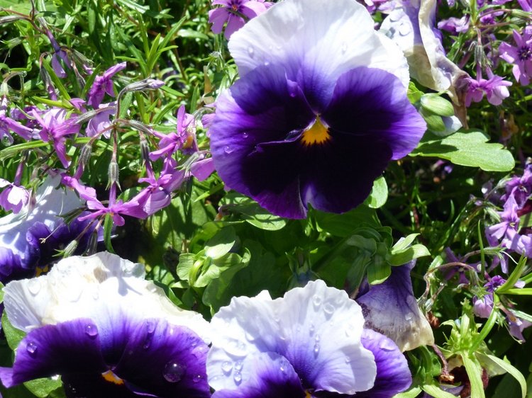 Сочи-Адлер: Южное Взморье - Мои любимые куколки на отдыхе