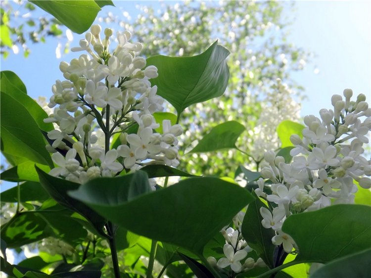 Дивная Весна — Куклы Zwergnase (Цвергназе/Цверги): фото (фото 4)