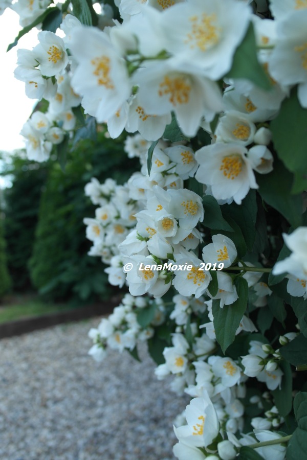 Ангел нашего сада — Куклы Kidz'n'Cats (Соня Хартман): шарнирные 46 см (фото 2)