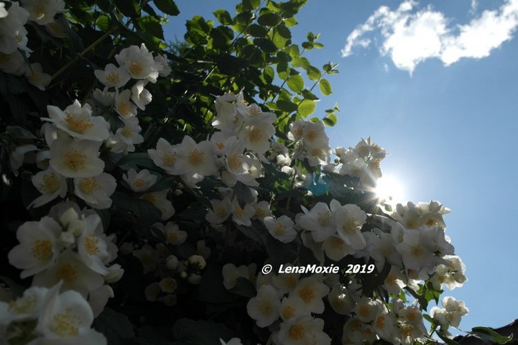 Ангел нашего сада — Куклы Kidz'n'Cats (Соня Хартман): шарнирные 46 см