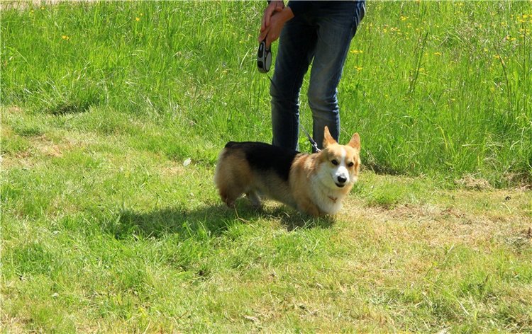 "Троицкие гуляния" в Василёво, 2018 год. Архитектурно-этнографический музей под открытым небом Василёво
