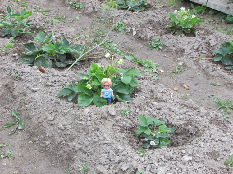 Путешествие в Нижегородскую область - часть 3 - Тимошка на усадьбе (фото 2)