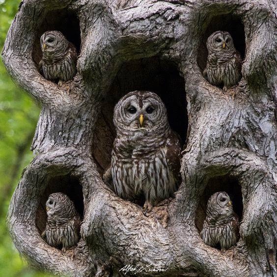 Любительские и профессиональные фотографии Сов (выпуск 2)