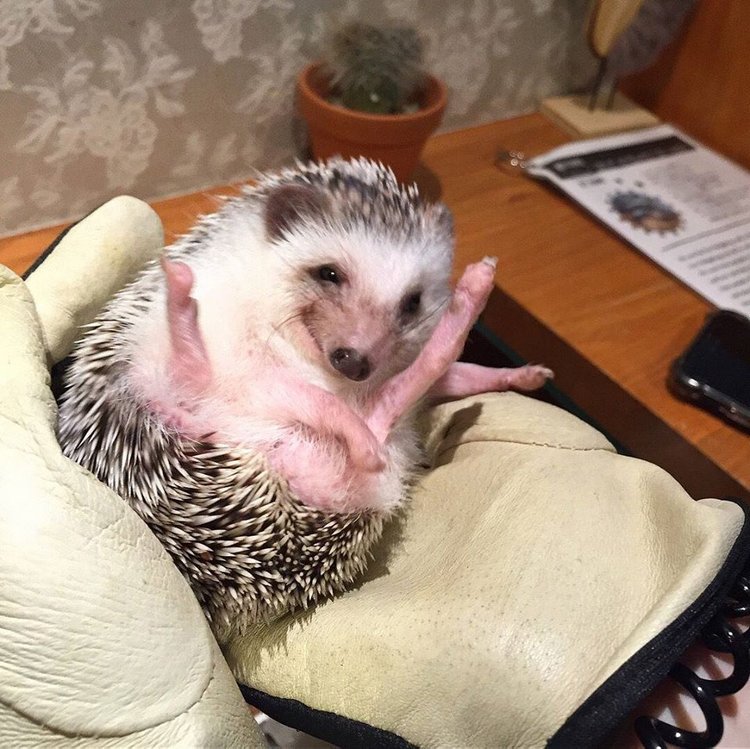 Любительские фотографии Ежей (выпуск 1) | Бэйбики Любительские фотографии Ежей (выпуск 1)