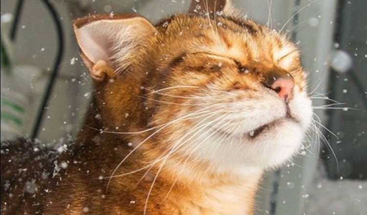 Предновогодняя мимимишная публикация. О любви. О нежности. О девочках. О котиках