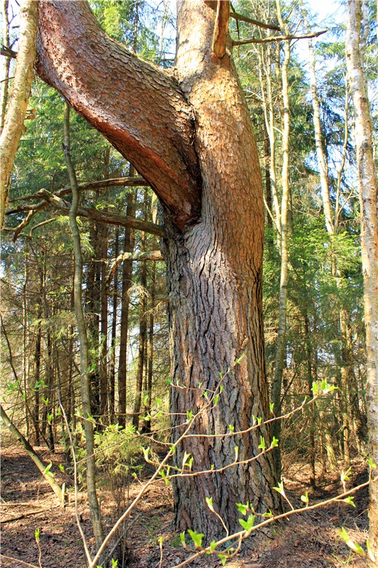 Савватьева Пустынь, Тверская область