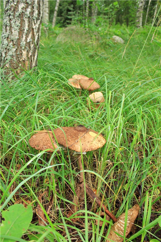 Августовское путешествие в "Сад Камней" | Бэйбики Августовское путешествие в "Сад Камней"