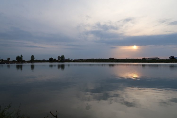 Знакомьтесь, новый вид медведей - медведь сумочный (фото 7)