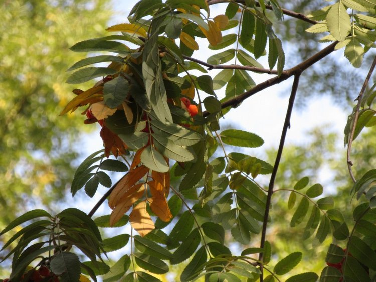 Осенняя пора в Ростове-на-Дону (фото 2)