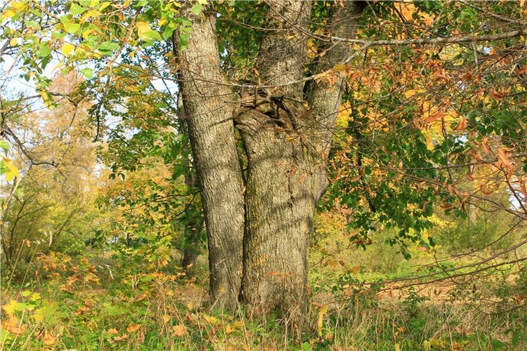 Путешествие Dal Hangry в Грузины, продолжение