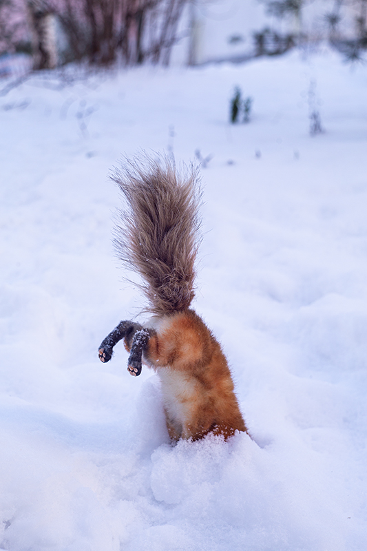 Прогулка с лисой по снегу (фото 8)