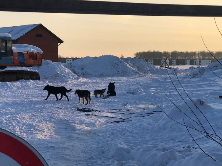 Нужна помощь собакам — Болталка и разговоры обо всем: жизнь