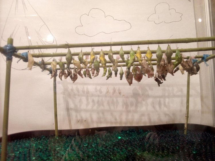 Живые цветы — Болталка и разговоры обо всем: жизнь (фото 6)