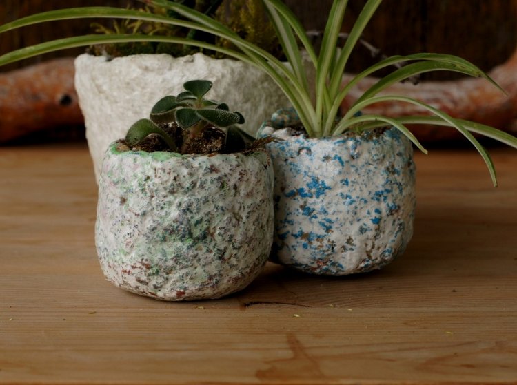 Кусочек природы в доме — Другие хобби и увлечения: сад (фото 10)