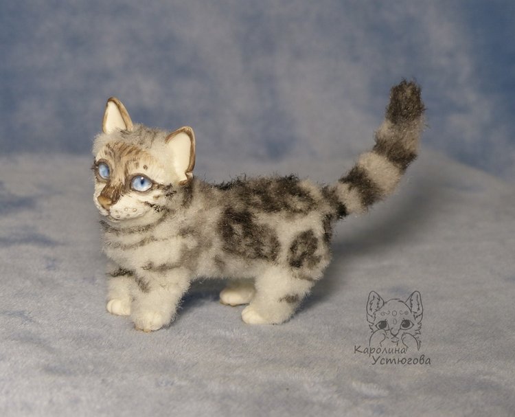 Бенгальская кошка, серебристая (фото 8)
