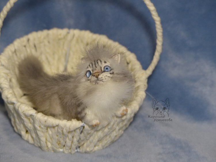 Котята Невские маскарадные, окрас Тэбби пойнт (фото 8)