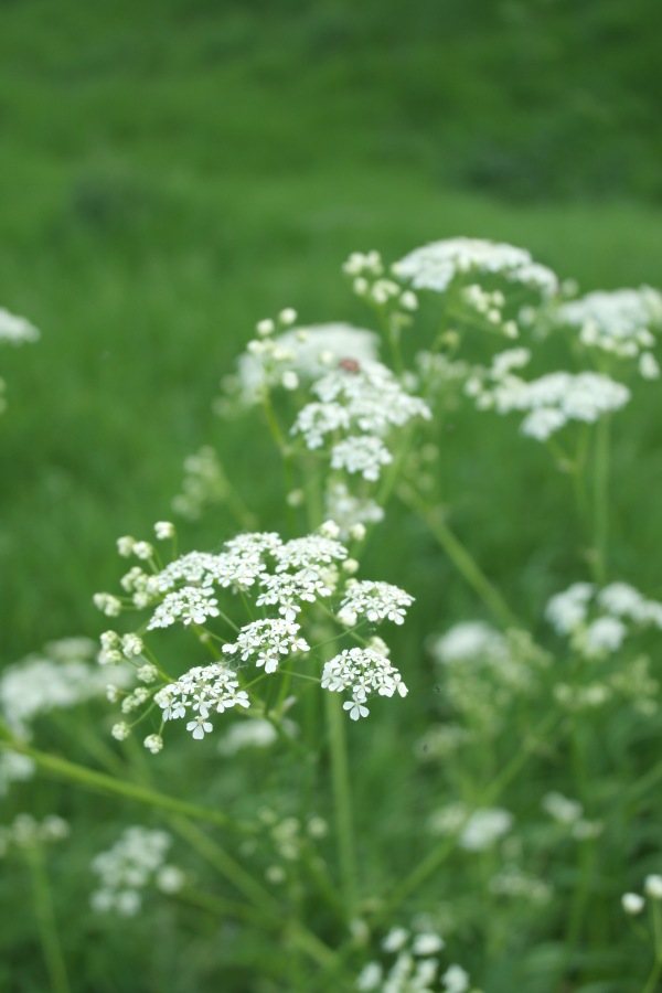 Есенинские тропинки. Часть 2 (фото 6)