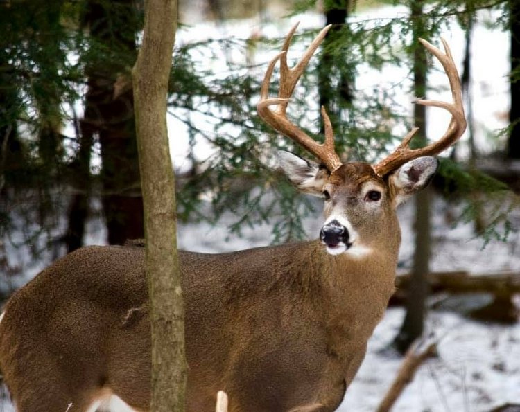 Любителям природы - профессиональные фотографии (выпуск 4)