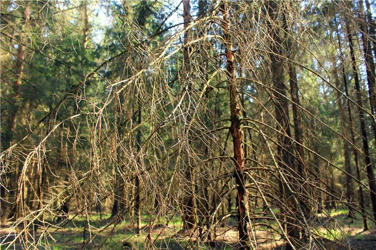 Савватьева Пустынь, Тверская область