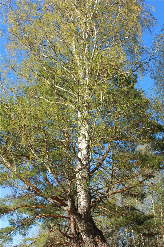 Прогулка Софи. Lati HoneyBee New Mystic Sophie | Бэйбики Прогулка Софи. Lati HoneyBee New Mystic Sophie