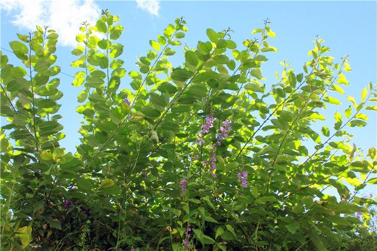 Тайны Древней Старицы — Культура