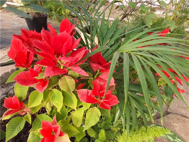 Выставка тюльпанов в Твери, продолжение