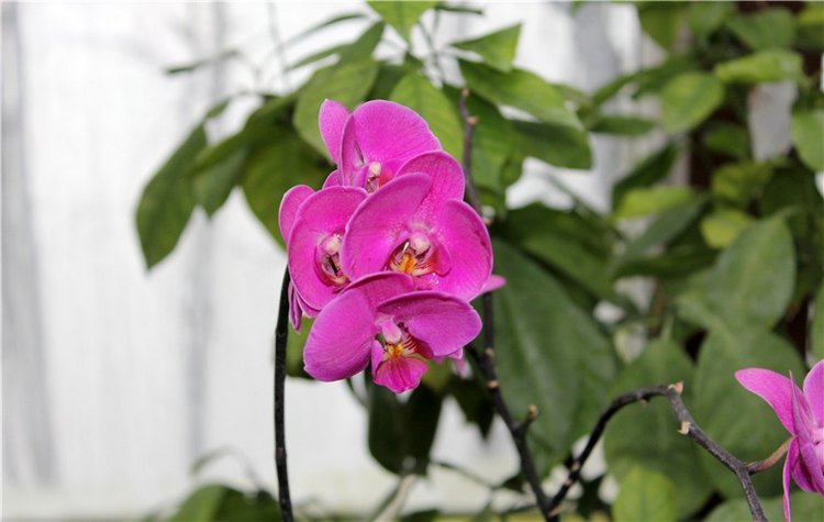 Тверской Ботанический Сад, продолжение | Бэйбики Тверской Ботанический Сад, продолжение