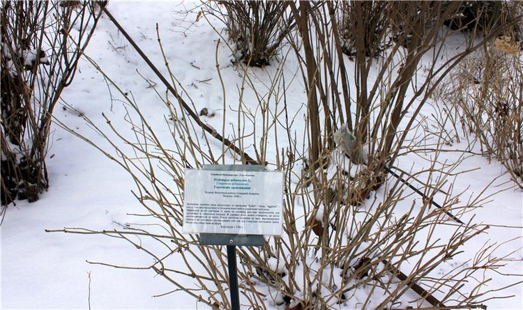 Тверской Ботанический Сад, заключительная часть