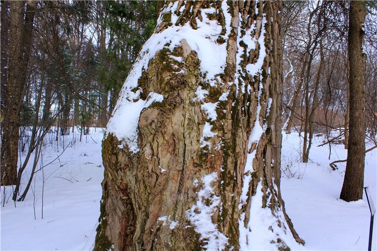 Тверской Ботанический Сад, заключительная часть