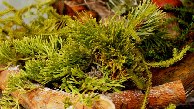 Осенний натюрморт — Другие хобби и увлечения: сад